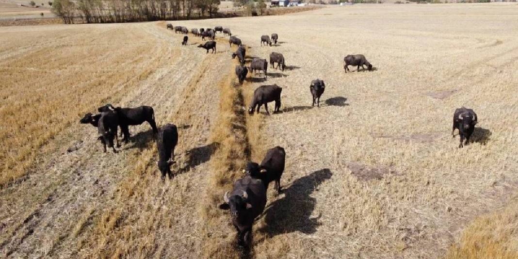Sulak ve serin yaylalar onların vazgeçilmezi! Meşhur yoğurdun oluşum hikayesi: Bu ilçede üretim had safhada 1
